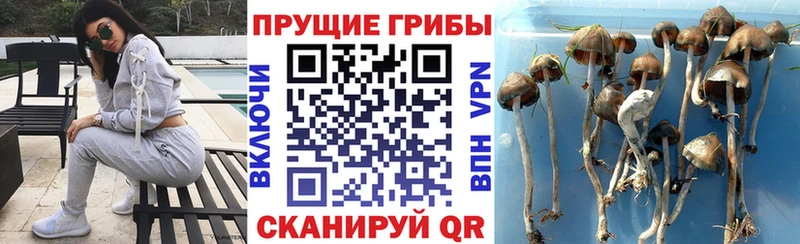 Псилоцибиновые грибы Psilocybe маркетплейс клад Тогучин закладка